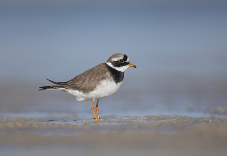 Animal, Anthus, Beak, Bird, Finch, Sparrow